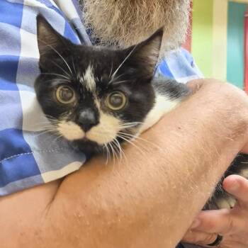 Sierra -  Domestic Short Hair Cat for Adoption in Stuart, Virginia - Sierra | PetCurious