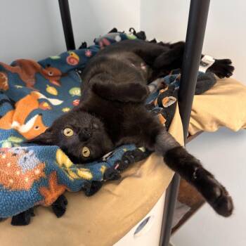 Ellie -  Domestic Short Hair Cat for Adoption in Boston, Massachusetts - Ellie | PetCurious