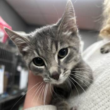 Jiminy Cricket -  Domestic Short Hair Cat for Adoption in Salt Lake City, Utah - Jiminy Cricket | PetCurious