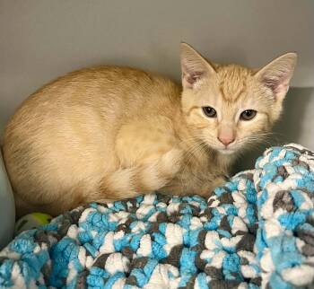 Major -  Domestic Short Hair Cat for Adoption in Moundsville, West Virginia - Major | PetCurious