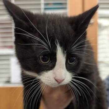 Domestic Medium Hair and Domestic Short Hair Cats Available for Adoption in Voorhees Township, New Jersey - Deeds | PetCurious
