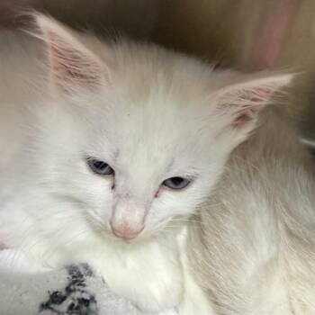Domestic Medium Hair Cats Available for Adoption in Alameda, California - IVORY | PetCurious