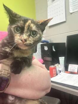 Rescue American Bobtail and Domestic Short Hair Cats for Adoption in Albany, Wisconsin - Delight | PetCurious