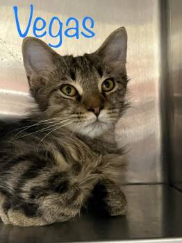 Vegas -  Domestic Short Hair Cat for Adoption in Princeton, Indiana - Vegas | PetCurious