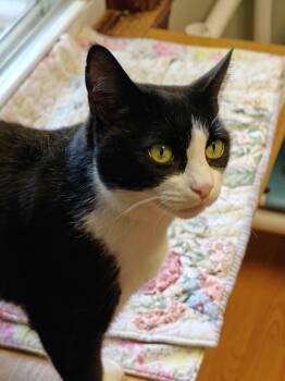 Madame Butterfly -  Domestic Short Hair Cat for Adoption in New Britain, Connecticut - Madame Butterfly | PetCurious