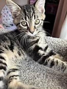 Twix -  Domestic Short Hair Cat for Adoption in Kansas City, Missouri - Twix | PetCurious