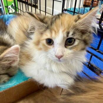 Marie -  Calico and Domestic Long Hair Cat for Adoption in Knoxville, Tennessee - Marie | PetCurious