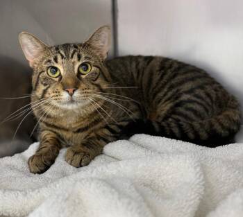 Domestic Short Hair Cats Available for Adoption in Mount Vernon, Ohio - Biloxi | PetCurious