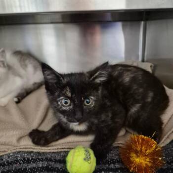 Spookey -  Domestic Short Hair Cat for Adoption in Fort Bragg, California - Spookey | PetCurious