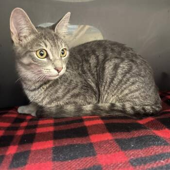 Fizz -  Domestic Short Hair Cat for Adoption - Fizz | PetCurious