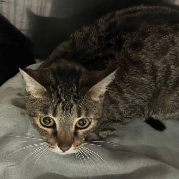 Domestic Short Hair Cats Available for Adoption in Lakewood, Colorado - Lotus | PetCurious