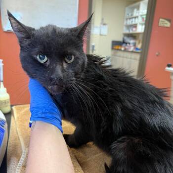Nutty Buddy -  Domestic Short Hair Cat for Adoption in Flagstaff, Arizona - Nutty Buddy | PetCurious