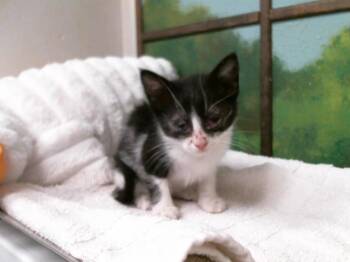Domestic Short Hair Cats Available for Adoption in Houston, Texas - PEANUT | PetCurious