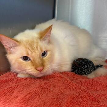 bubbers -  Domestic Medium Hair Cat for Adoption in Englewood, Florida - Bubbers | PetCurious