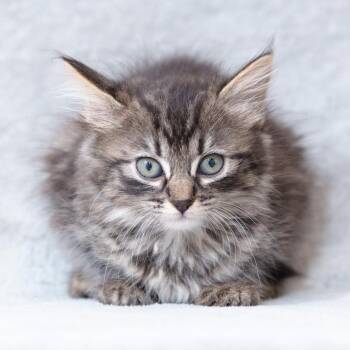 Clare -  Domestic Long Hair Cat for Adoption in Sunnyvale, California - Clare | PetCurious