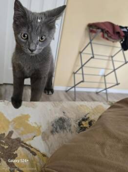 Domestic Short Hair Cats Available for Adoption in Chandler, Arizona - Shady Stead | PetCurious