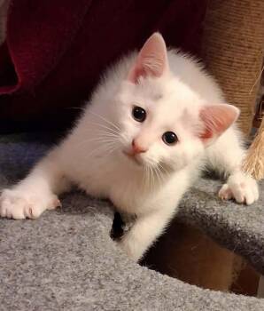 Grayson -  Domestic Short Hair Cat Available for Adoption in Greenville, North Carolina - Grayson | PetCurious
