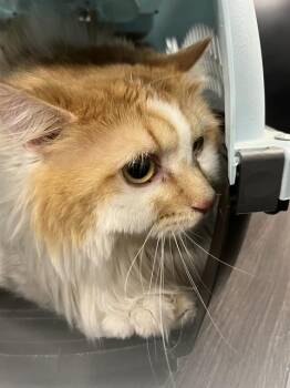 JELLY BEAN -  Domestic Long Hair Cat for Adoption in Casper, Wyoming - JELLY BEAN | PetCurious