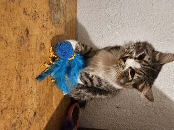 Rescue Tabby Cats for Adoption in Imperial Beach, California - Leila | PetCurious