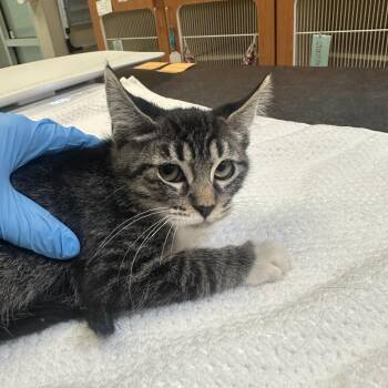 Key -  Domestic Short Hair Cat for Adoption in Murray, Utah - Key | PetCurious