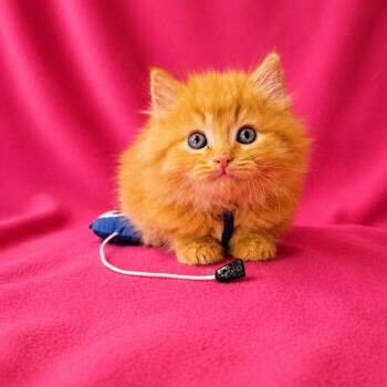 Domestic Long Hair Cats Available for Adoption in Newport, Tennessee - Fireball (Purple Collar) | PetCurious