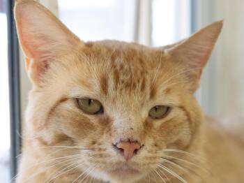 Misfit -  Tabby and Domestic Short Hair Cat for Adoption in Republic, Washington - Misfit | PetCurious