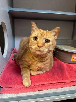 Domestic Short Hair Cats Available for Adoption in Liverpool, New York - Bao Bao | PetCurious