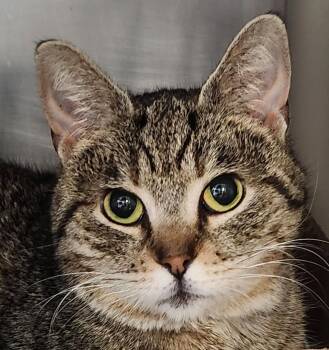 Domestic Short Hair Cats Available for Adoption - Ribston Pippin | PetCurious