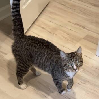 Claude -  Domestic Short Hair Cat for Adoption in Greenfield, Indiana - Claude | PetCurious