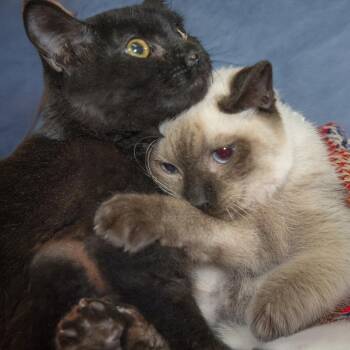 Kathleen and Lindsay -  Siamese Cat for Adoption in Scottsdale, Arizona - Kathleen And Lindsay | PetCurious