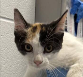 Deelishis -  Domestic Short Hair Cat for Adoption in Golden, Colorado - Deelishis | PetCurious