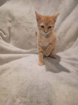 Beef -  Domestic Short Hair Cat for Adoption in Metamora, Illinois - Beef | PetCurious