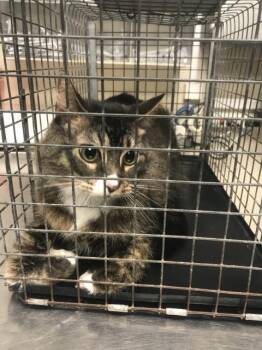JOJO -  Domestic Short Hair Cat for Adoption in Conroe, Texas - JOJO | PetCurious