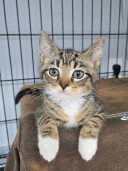 Micha -  Domestic Short Hair Cat for Adoption in Mount Vernon, Ohio - Micha | PetCurious