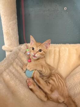 Rowdy -  Domestic Short Hair Cat for Adoption in Luling, Texas - Rowdy | PetCurious