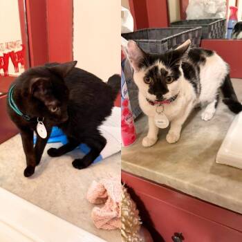 Domestic Short Hair Cats Available for Adoption - Ava & Liv | PetCurious