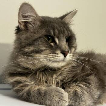 Domestic Medium Hair Cats Available for Adoption in Evanston, Illinois - Dr. Pepper | PetCurious