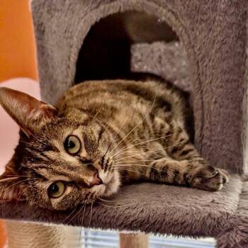 Bengal and American Shorthair Cats Available for Adoption - Pandora | PetCurious