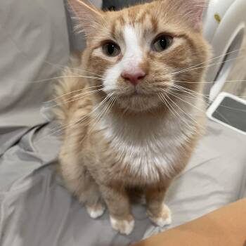 Domestic Short Hair Cats Available for Adoption - Heart | PetCurious