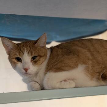Leo -  Domestic Short Hair Cat for Adoption in Buchanan Dam, Texas - Leo | PetCurious