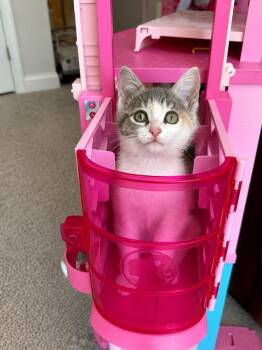 Sassy Pants26 -  Domestic Short Hair Cat for Adoption in Youngsville, North Carolina - Sassy Pants26 | PetCurious