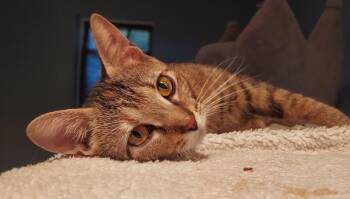 Belle -  Domestic Short Hair Cat for Adoption in Roxbury Township, New Jersey - Belle | PetCurious
