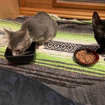 Frost -  Domestic Short Hair Cat for Adoption in Spokane, Washington - Frost | PetCurious