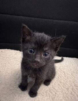 Domestic Short Hair Cats Available for Adoption in Trenton, New Jersey - Ilia | PetCurious