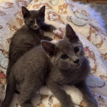 Domestic Short Hair Cats Available for Adoption in Fairfax Station, Virginia - Teddy | PetCurious