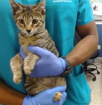 JUMBA -  Domestic Short Hair Cat for Adoption in Doral, Florida - JUMBA | PetCurious