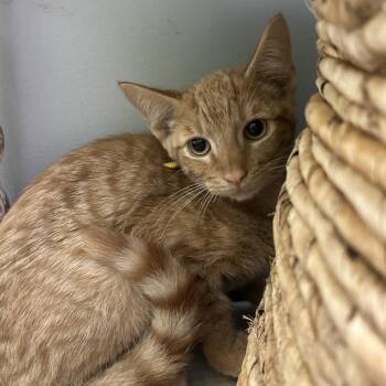 Cheetah -  Domestic Short Hair Cat for Adoption in Normal, Illinois - Cheetah | PetCurious