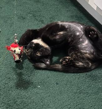 Sassy Sparkles -  Tortoiseshell Cat for Adoption in Buford, Georgia - Sassy Sparkles | PetCurious