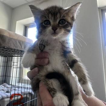 Jelly -  Domestic Short Hair Cat for Adoption in Canton, Illinois - Jelly | PetCurious