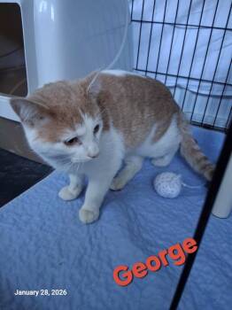 Domestic Short Hair Cats Available for Adoption - Georgie | PetCurious